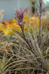 Tillandsia straminea