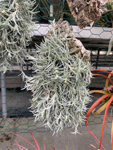 Tillandsia mollis