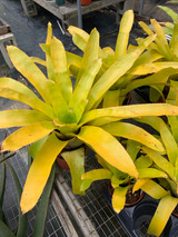 Aechmea serrata