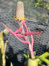 Aechmea bromeliifolia (green form)