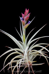 Tillandsia stricta var. albifolia