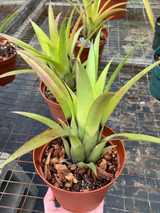 Aechmea orlandiana ssp. belloi?