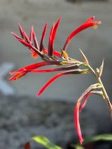 Pitcairnia alata (dark red flower)