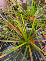 Neophytum 'Ralph Davis'