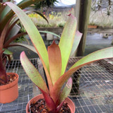 Vriesea saundersii x bituminosa