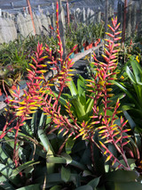 Vriesea saundersii x bituminosa