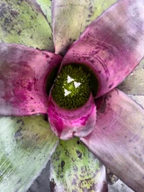 Neoregelia Ninja