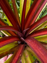 Ananas comosus 'Lava Burst'