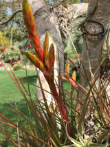 Tillandsia copalaensis