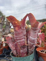 Billbergia Muriel Waterman Billbergia Muriel Waterman