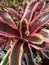 Neo. Kahala Dawn (albomarginated)