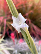 Tillandsia xiphioides 'Lavendar Blush'