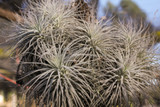 Tillandsia tectorum v. globosa (Ecuador)