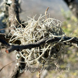 Tillandsia recurvata