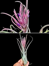 Tillandsia caput-medusae X seleriana - Bird Rock Tropicals