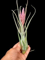 Tillandsia caput-medusae X seleriana