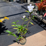 Sobralia macrantha 'Alba'