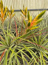 Tillandsia fasciculata v. fasciculata 'PeachType'