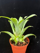 Tillandsia samaipatensis