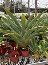 Tillandsia samaipatensis