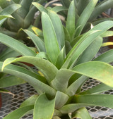 Tillandsia samaipatensis