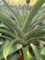 Tillandsia samaipatensis