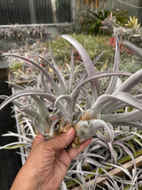 Tillandsia chiapensis (Giant, multi-branched clone)