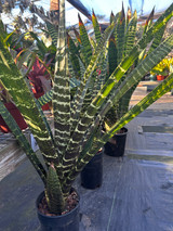 Guzmania lindenii