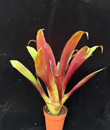 Tillandsia malzinei (Red Clone)