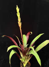 Tillandsia malzinei (Red Clone)