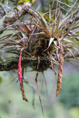 Tillandsia tequendamae