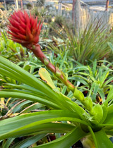 Guzmania besseae