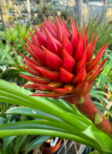 Guzmania besseae