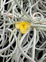 Tillandsia usneoides, (Orange flower)