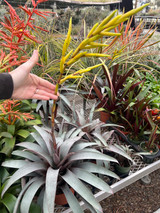 Bromeliads - Vriesea - Bird Rock Tropicals