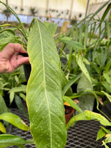 Anthurium pseudospectabile