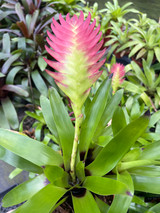 Bromeliads - Vriesea - Bird Rock Tropicals