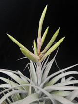 Tillansia Hybrids Created by Steve Correale