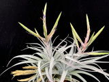 Tillandsia Miami Magic