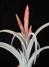 Tillandsia chiapensis X caput-medusae