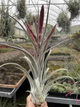 Tillandsia chiapensis X caput-medusae
