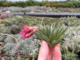 Tillandsia kautskyi hybrid (green form)