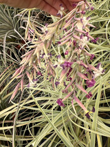 Tillandaia Kaleidoscope (T. humilis x straminea)