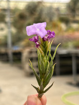 Tillandsia kirschnekii