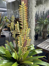 Bromeliads - Vriesea - Bird Rock Tropicals