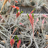 Tillandsia tortilis