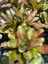 Neoregelia Yang