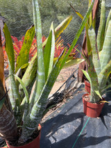 Billbergia stenopetala