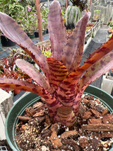 Neoregelia 'Tunisia' x 'Governor's Plea'