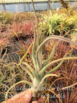 Tillandsia Pruinariza (T. ariza-julia x pruinosa)